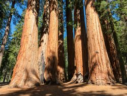 Sequoia National Park largest trees in the world