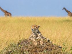 Serengeti National Park cheetah