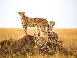 Serengeti National Park cheetahs