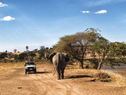 Serengeti National Park elephant with vehicle