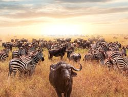 Serengeti National Park migration