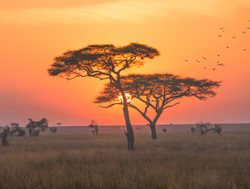 Serengeti National Park sunset with acacia treesjpg