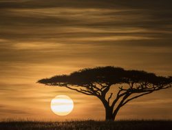 Serengeti National Park sunsetting