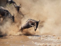 Serengeti National Park wildebeest jumping mara river