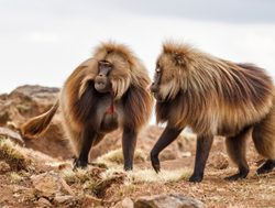 Simien Mountains National Park gelada baboons