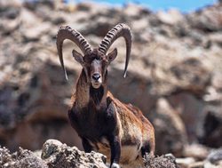 Simien Mountains ibex