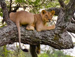 Tarangire National Park lion in tree