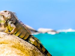 Tayrona National Park iguana at beach