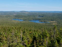 Terra Nova National Park foreset