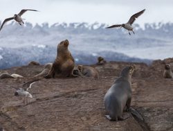 Tierra del Fuego National Park sea lions