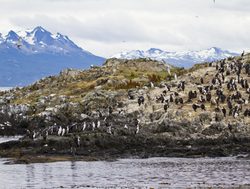 Tierra del Fuego National Park shoreline with penguins