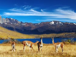 Torres del Paine National Park guanaco