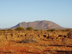 Tsavo East National Park herd of antelope