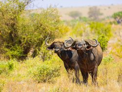 Tsavo East National Park pair of buffalo
