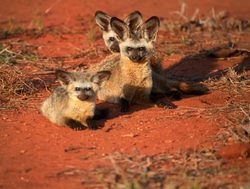 Tsavo West National Park bateared foxes