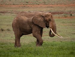 Tsavo West National Park elephant