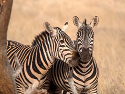 Tsavo West National Park pair of zebras