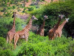 Tsavo West National Park