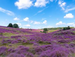 Veluwezoom National Park flowering hills