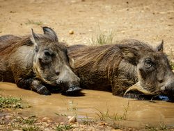 Victoria Falls National Park warthogs