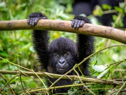 Virunga National Park baby gorilla hanging