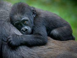 Volcanoes National Park baby mountain gorilla