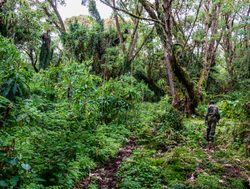 Volcanoes National Park jungle