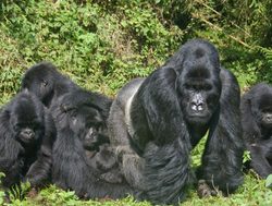 Volcanoes National Park mountain gorilla