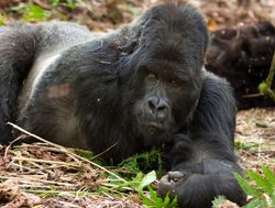 Volcanoes National Park silverback gorilla