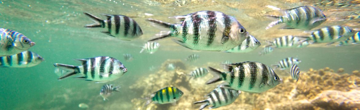 Featured image for Watamu Marine National Park