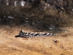 Watamu Marine National Park mud skipper