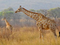 Waterberg Plateau National Park giraffes