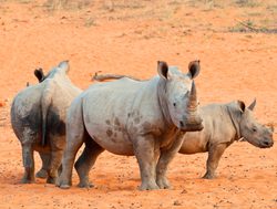 Waterberg Plateau National Park rhinoceros