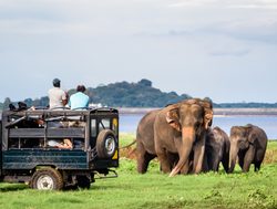 Yala National Park elephant viewing