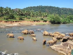 Yala National Park elephants in the river