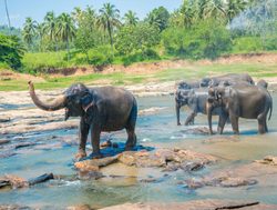 Yala National Park elephants playing in river