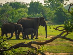 Yala National Park elephants