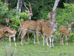 Yala National Park herd of spotted deer