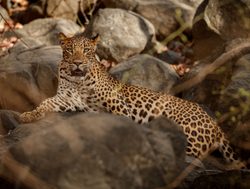 Yala National Park leopard laying on rock