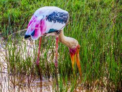 Yala National Park painted stork