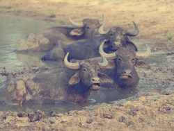 Yala National Park water buffalo