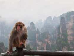 Macaque monkey in Zhangjiajie National Park
