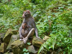 Mother macaque with baby in China Zhangjiajie