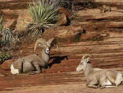 Zion National Park bighorn sheep