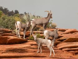 Zion National Park group of bighorn sheep