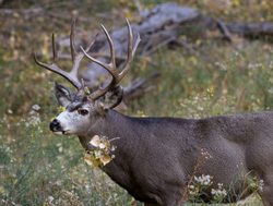 Zion National Park mule deer