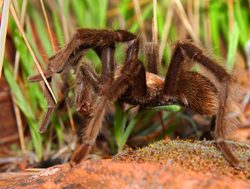 Zion National Park turantula